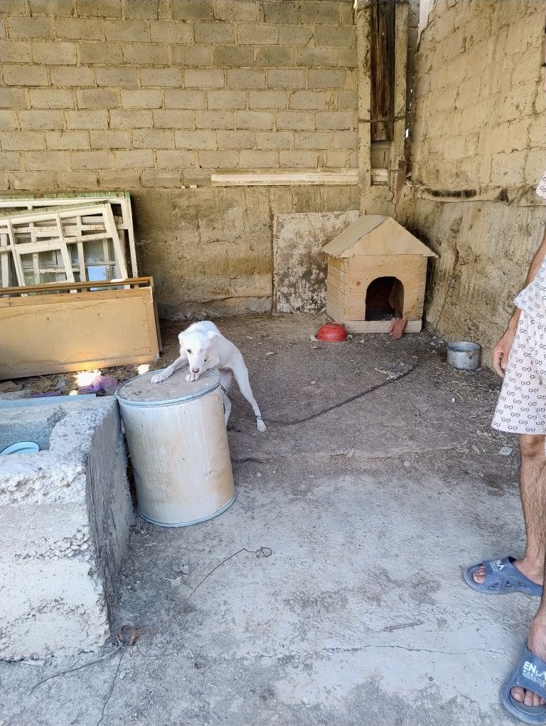 Щенок, девочка, отдам в хорошие, добрые руки,