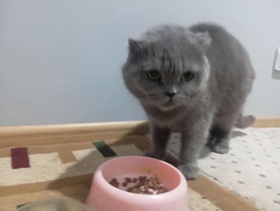 Skotshfol ayol erkak