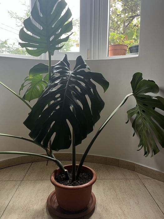 Monstera Deliciosa - planta de apartament