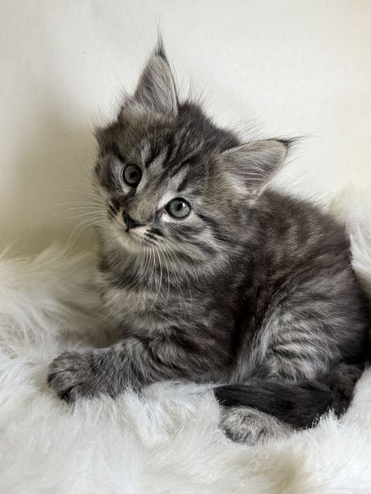 продается кошка 1 месячная