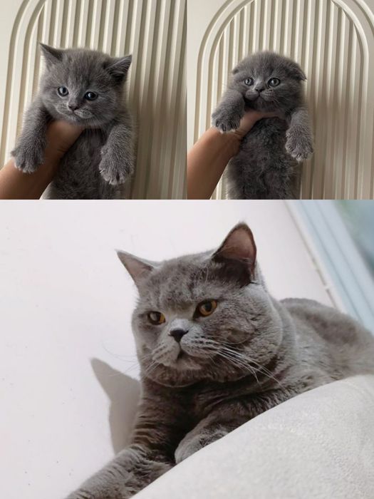 Вязка! Крупный , шикарный,кот породы шотландский скоттиш страйт.