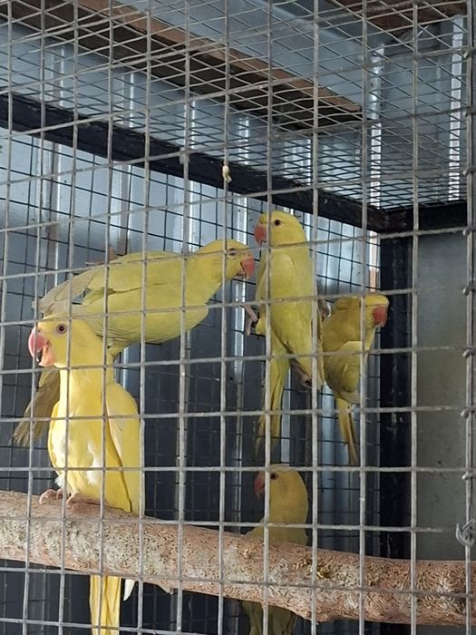 De la perusi la alexandrii mari