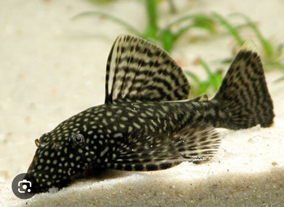 Продаются анцитрусы