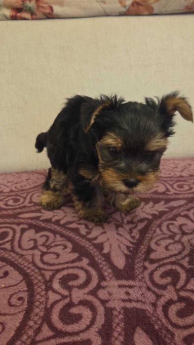 Caini Yorkie De Vânzare