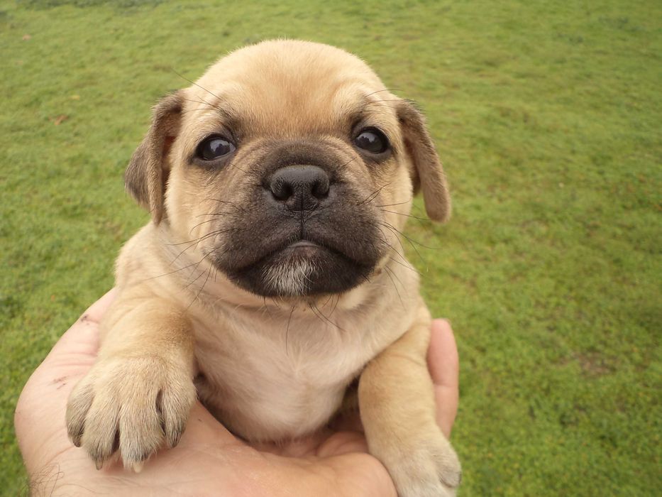 МОПС-бебета-3 броя!!!