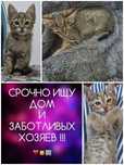 Котенок в хорошие ручки