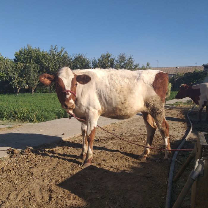 G‘unajin mol sotiladi