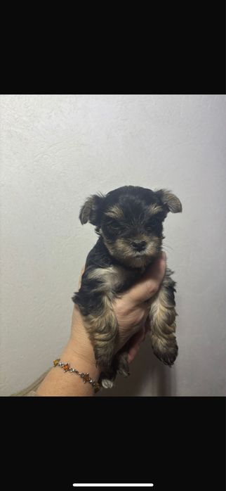 Pui yorkshire terrier