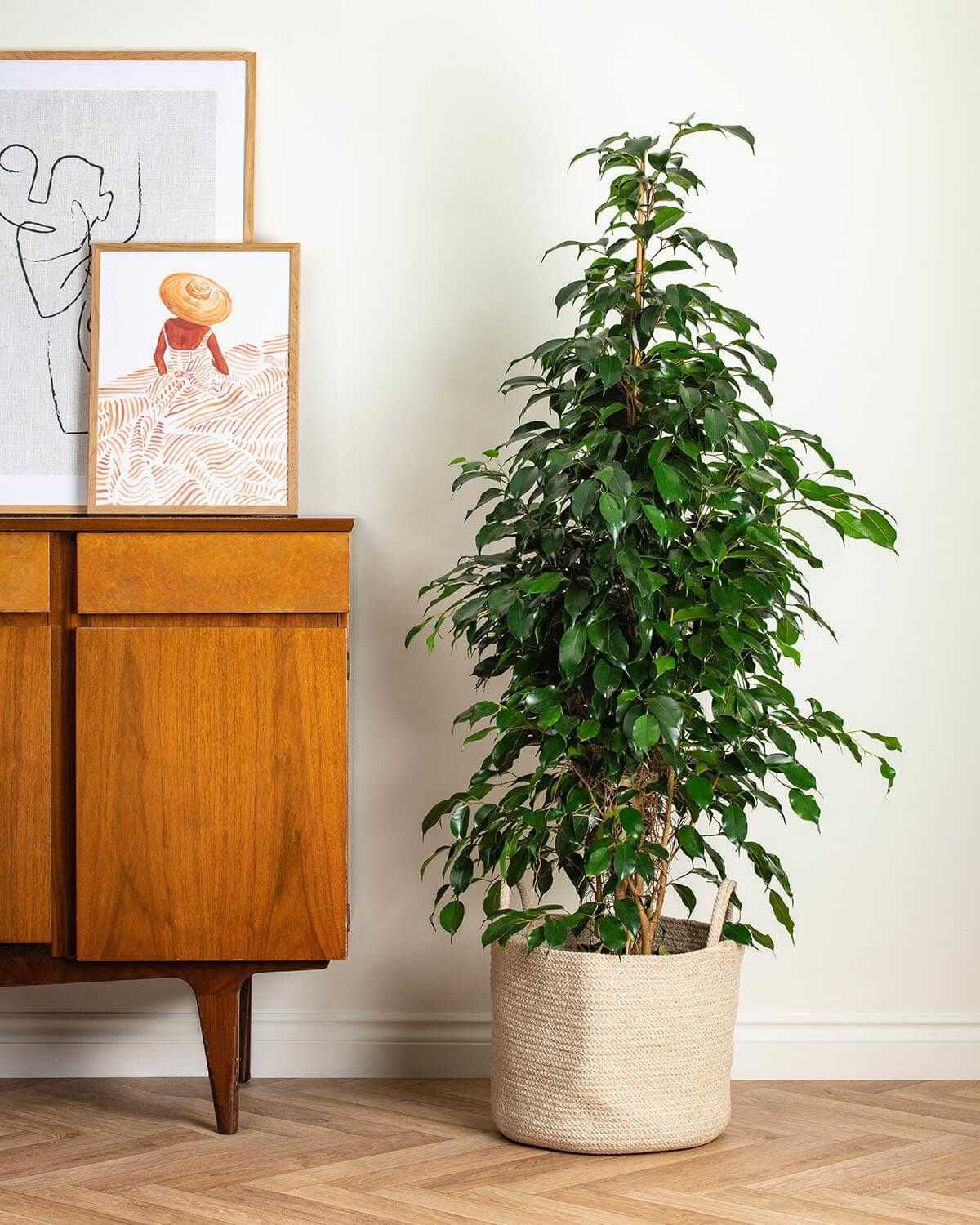 Комнатное растение - (Ficus) - Голландский Фикус