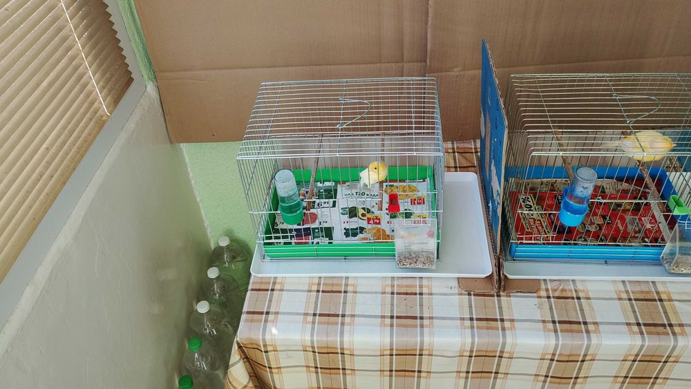 Орфей-мъжко и женско.Млади,тазгодишни.