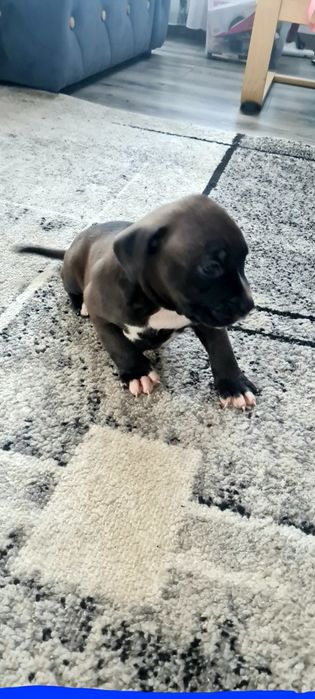 American Staffordshire Terrier