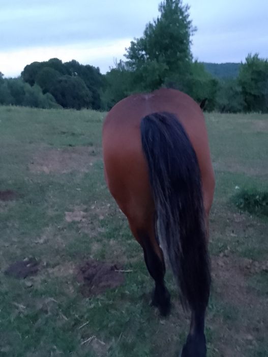 De vânzare doi mânzi