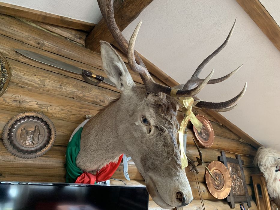 Trofeu cerb carpatin naturalizat