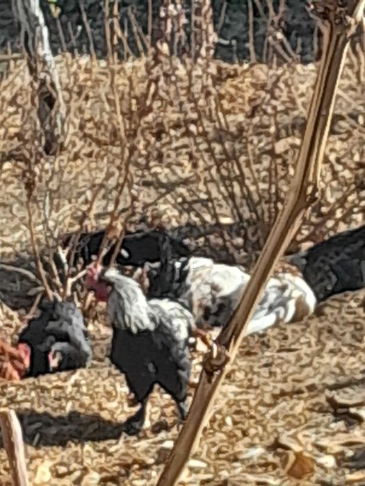 Петухи 8 месяцев