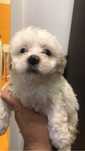Bichon maltez alb talie mica