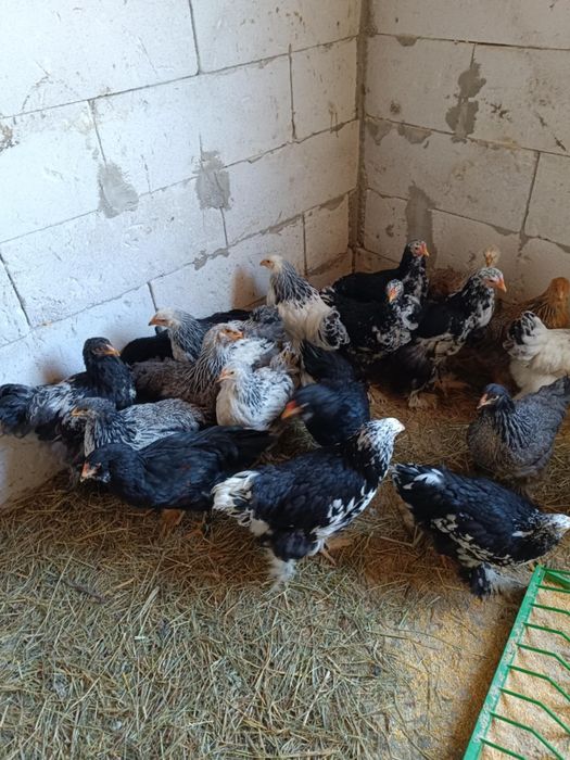 Puicute și cocoși  brahma tineri  2025