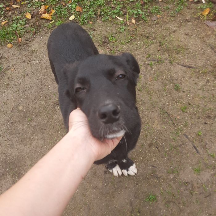 Cățeluș spre adopție