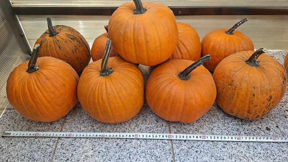 Dovleci decorativi si tărtăcuțe