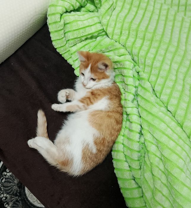 Ласковый рыжий котёнок ищет тёплый дом