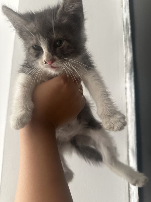 Отдам котенка в хоршие руки