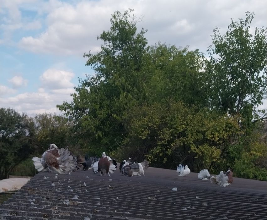 Vând porumbei  curcani/rotați