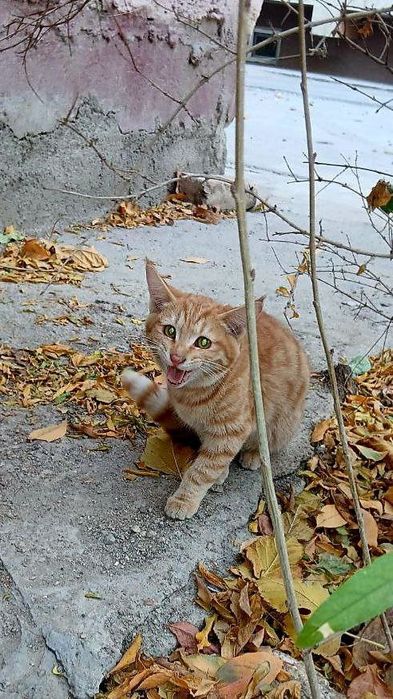 Котёнок даром в добрые руки