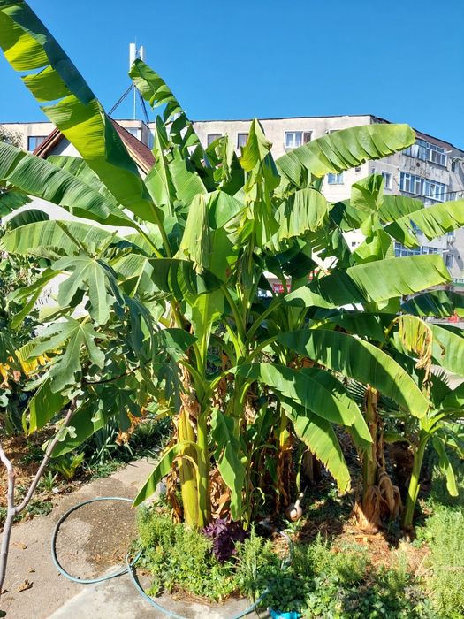 Bananieri de vânzare