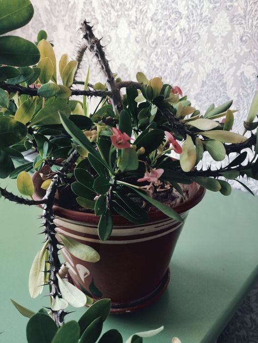 Продам комнатные цветы разные