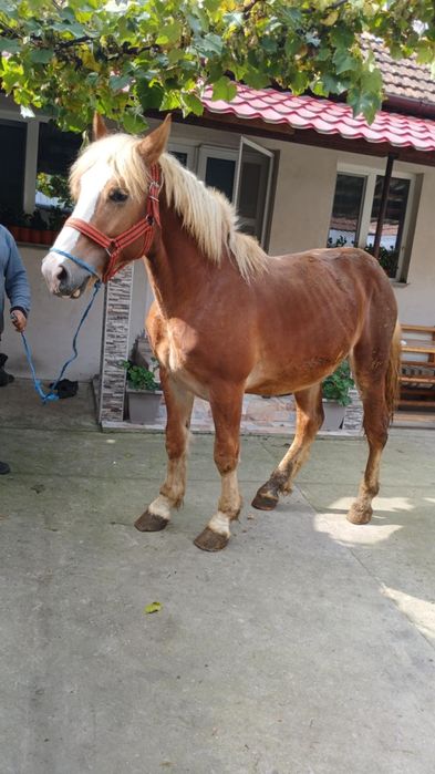 Vând mânz de 1 an și 6 luni