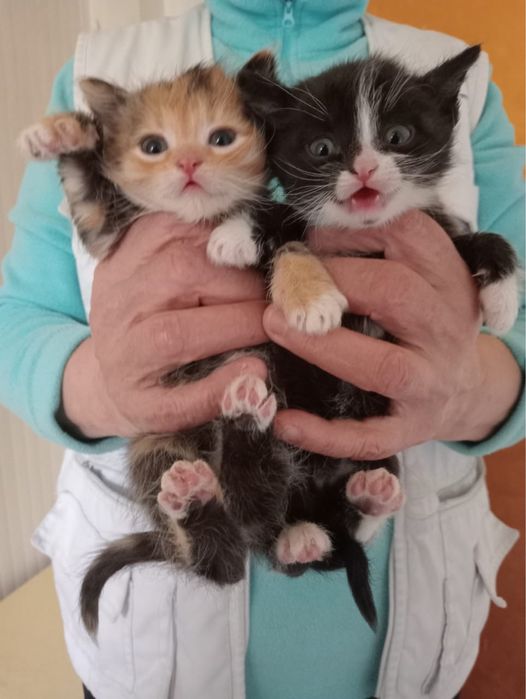 Отдам котят в добрые руки