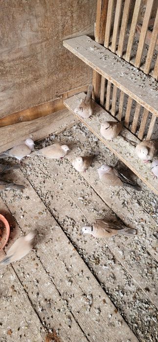 Turturele  cauta casa noua