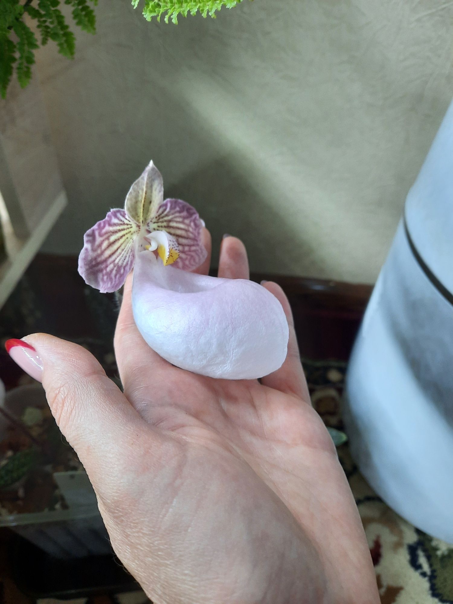 Орхидея-башмачок Paphiopedilum Micranthum