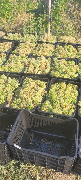 Vând struguri de vin
