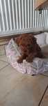 Pudel Caniche Caniș red roscat
