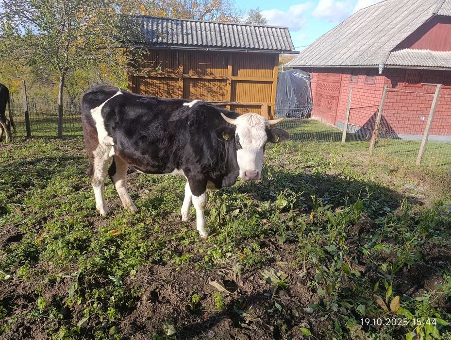 Două Vaci Gestante
