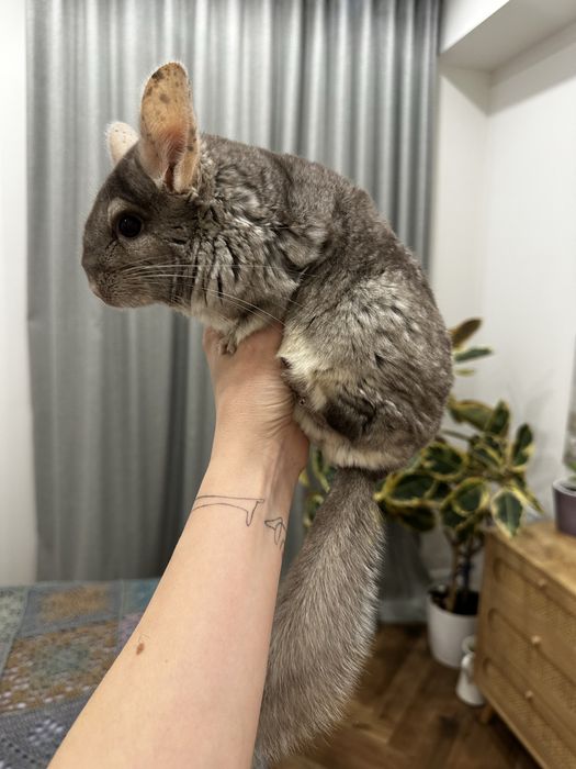 Шиншилла в добрые руки