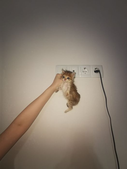 Котята пушистые, очень красивые