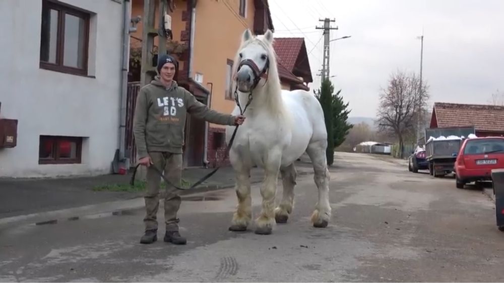 Vînd mînz sur de 5 luni