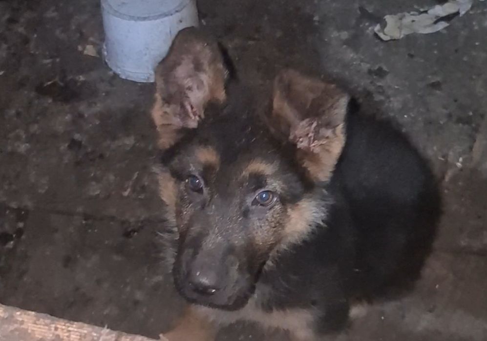 Продам чистокровных щенков немецкой овчарки