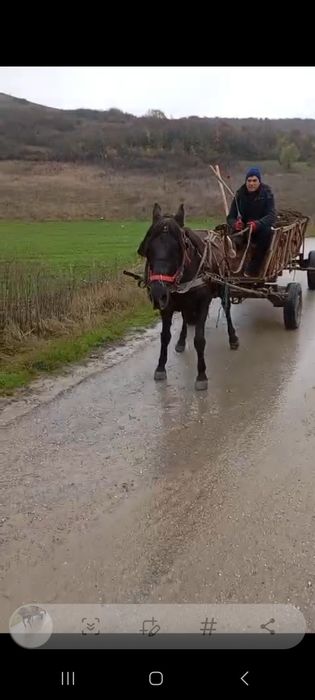 Vând cal castrat !!
