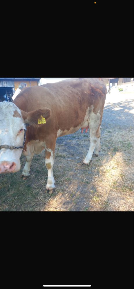 Vaca cu vitel de vanzare