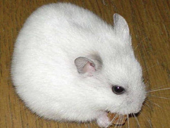 Hamsteri 2albi și unu gri