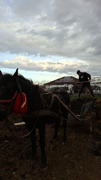 Vând iapă montată