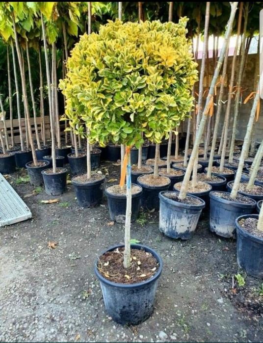 Plante ornamentale diferite speci