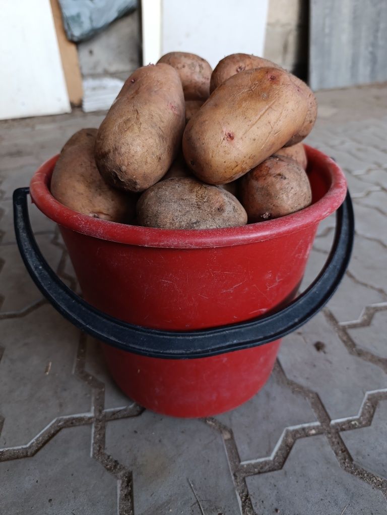 Картофель домашний
