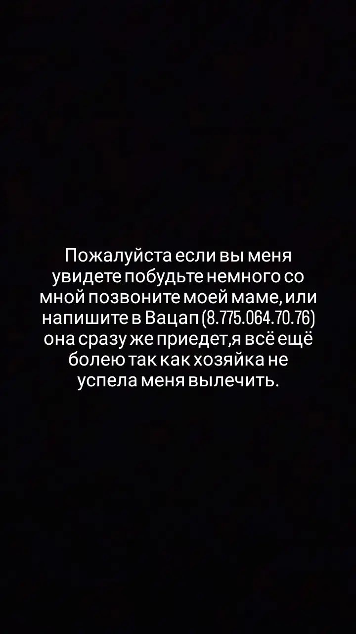 Пропал щенок, пожалуйста откликнитесь!!!