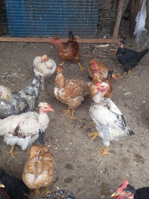 Цыплята молодые голошейки