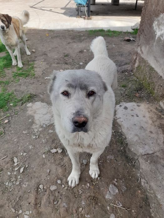 Ит Алабай 8айлық