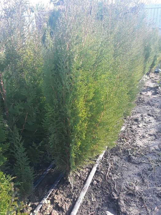 tuia  Biota-Reducere