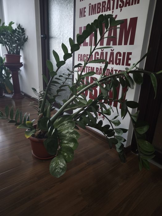 Planta Zamioculcas